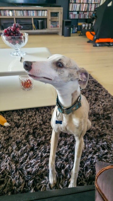 Beau the Blur: When Speed Meets Sweetness