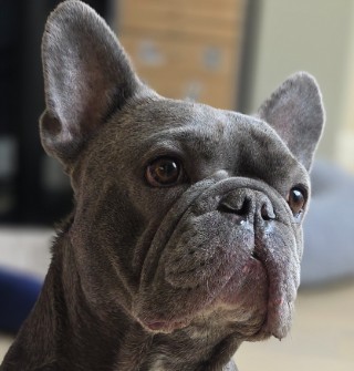 Meet Sheldon – The Gentle Tank with Puppy Eyes