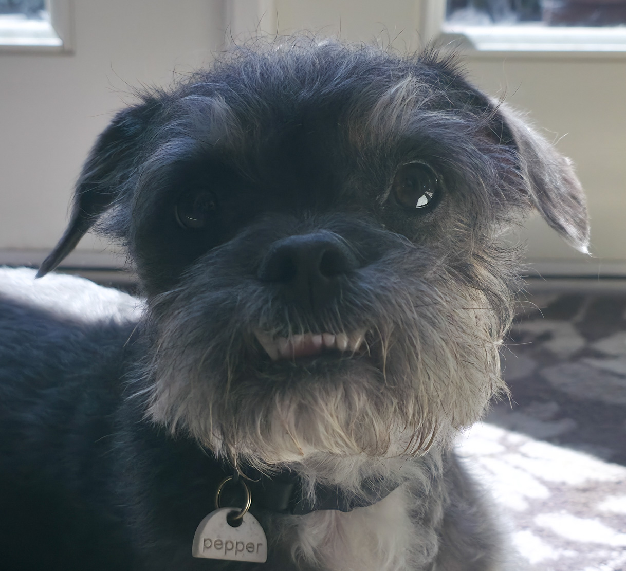Pepper – Sweet Snout, Sassy Snack Queen