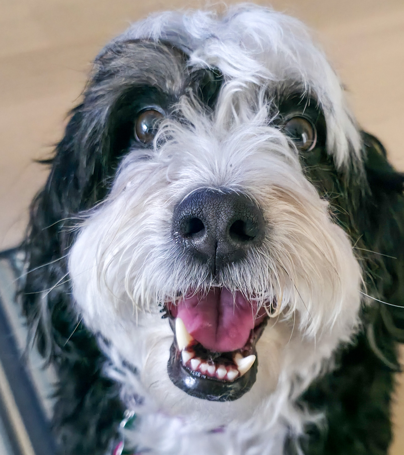 Cola – The Happy Go-Lucky Bernedoodle