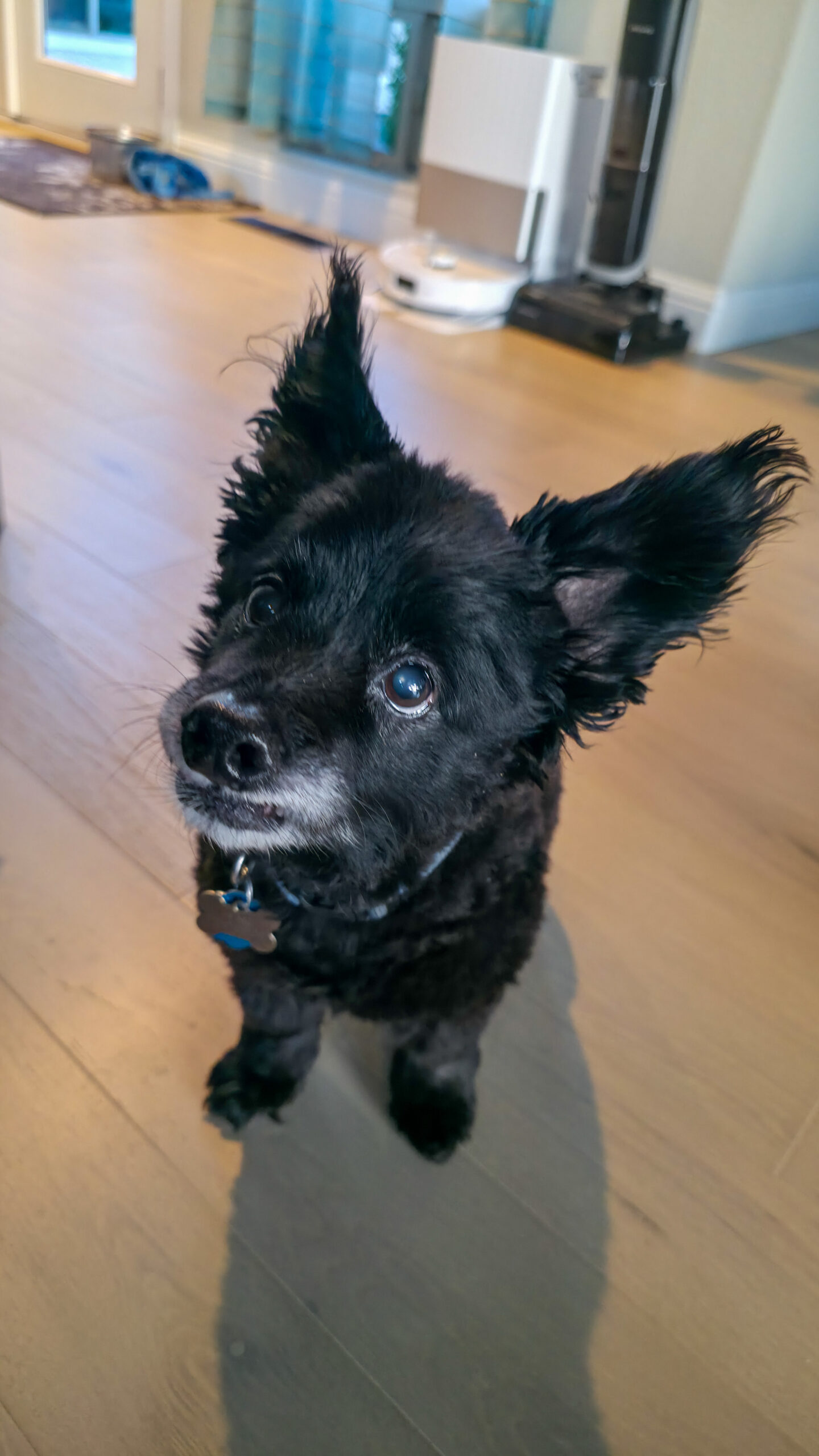Henrí – The Mature Teddy Bear