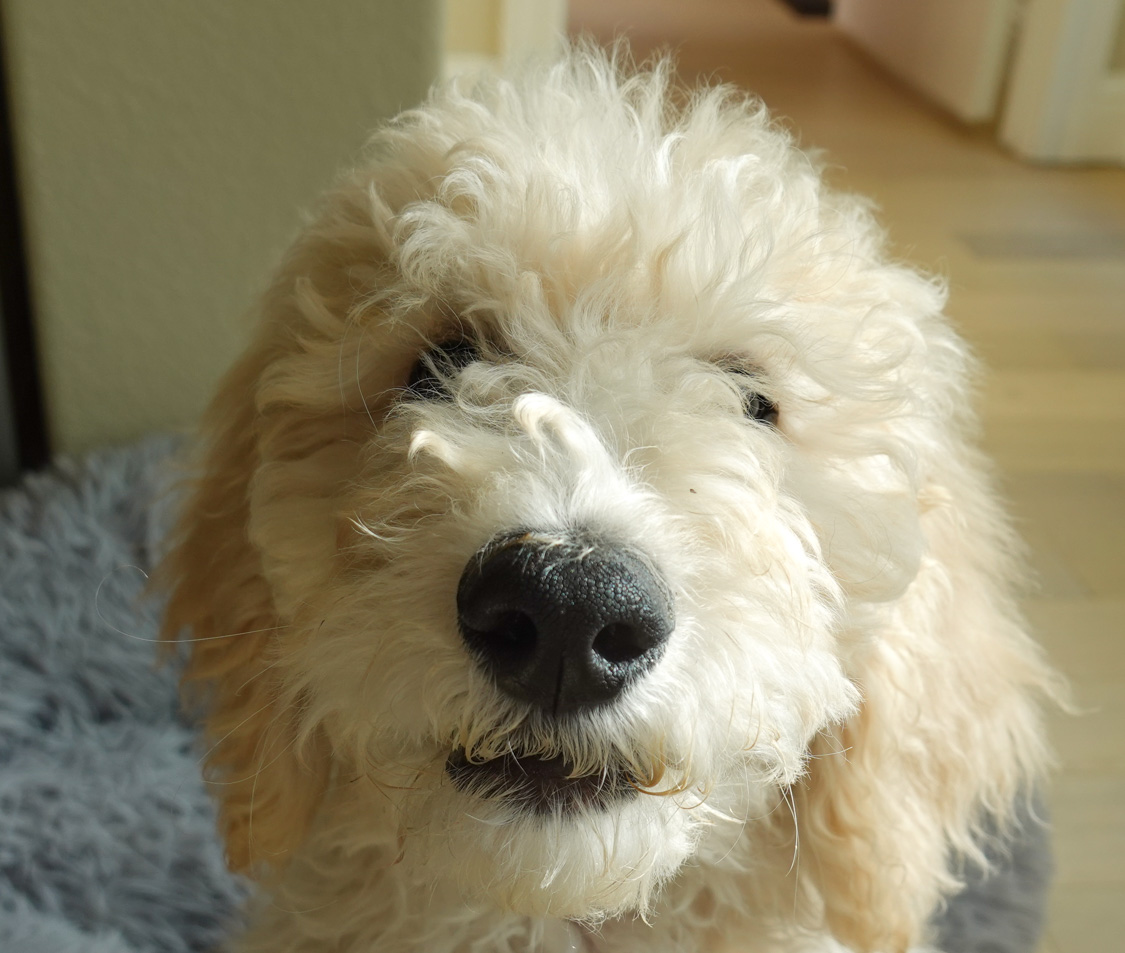 Young Pup, Big Heart: Mowgli’s Making His Mark!