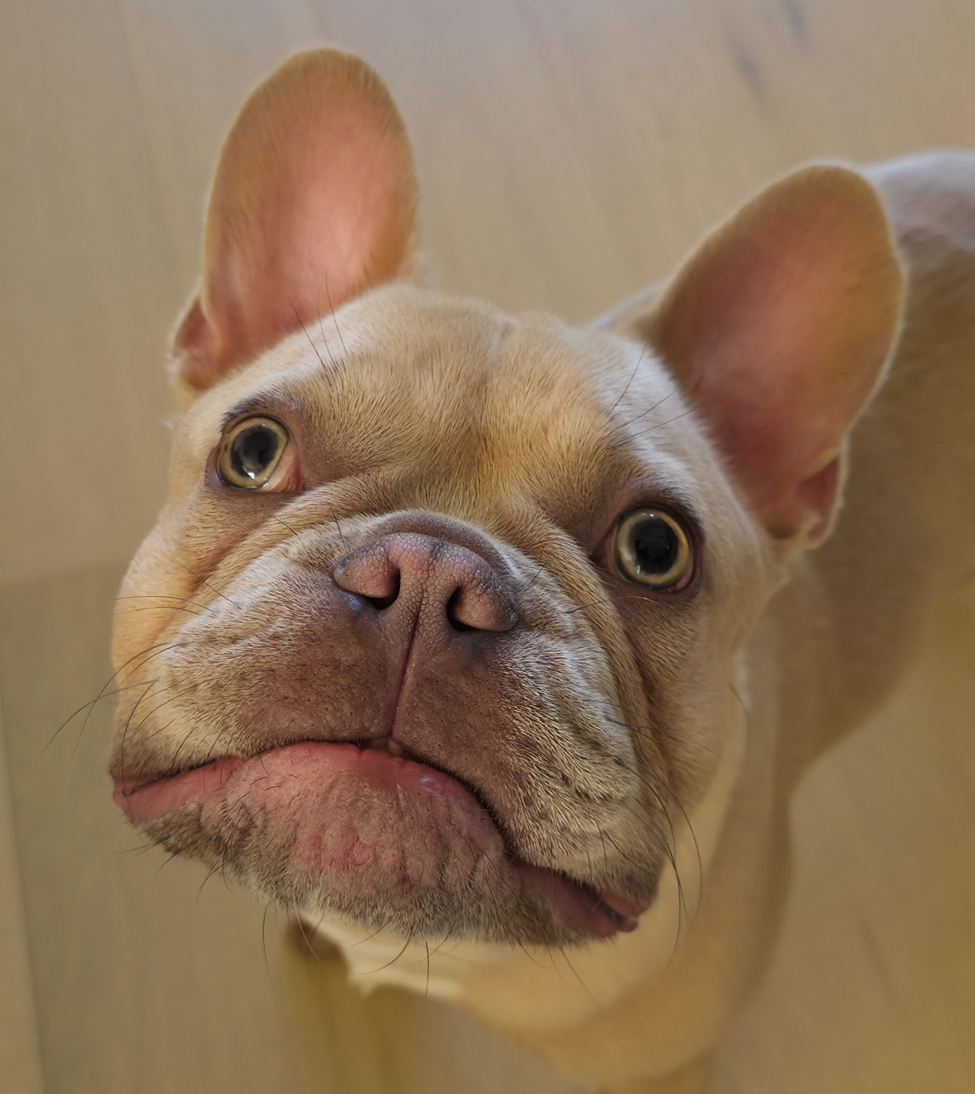 Ja’barkis: The Mighty Mini Frenchie Who Stole the Show!