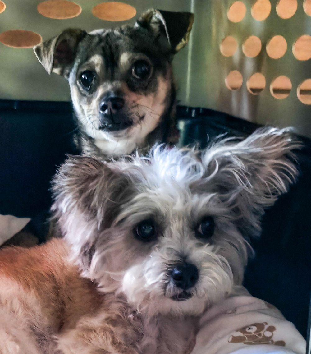 Poppy & Ellie – The Sweetest Sisterhood
