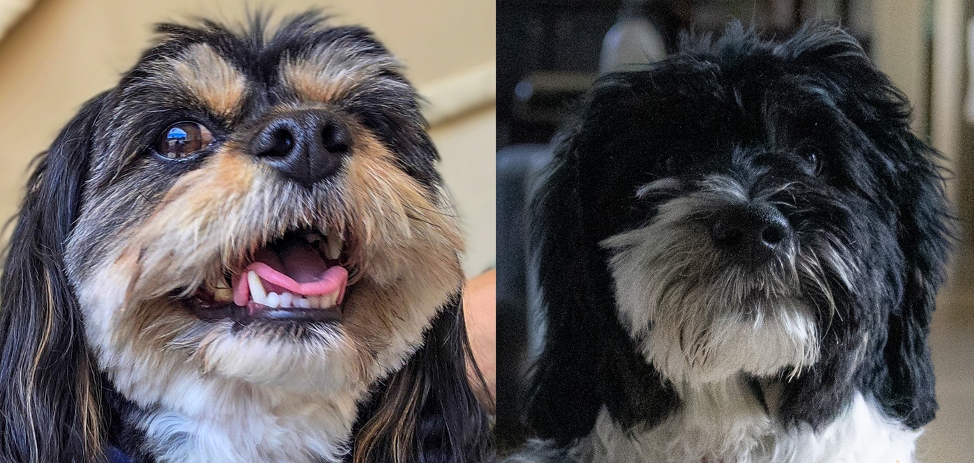 Colby & Panda: The Introvert and the Extrovert of the Week
