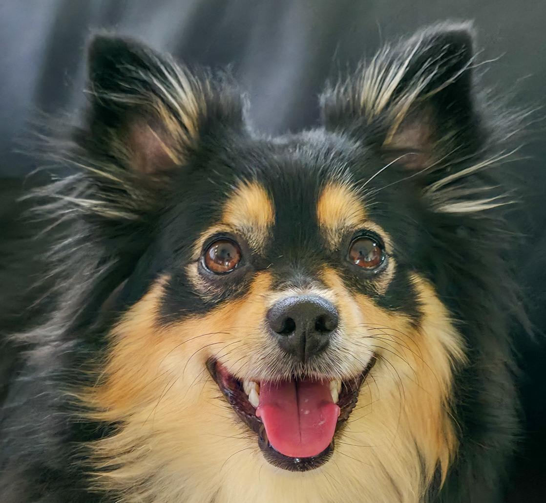 Savannah – The Spunky Little Diva