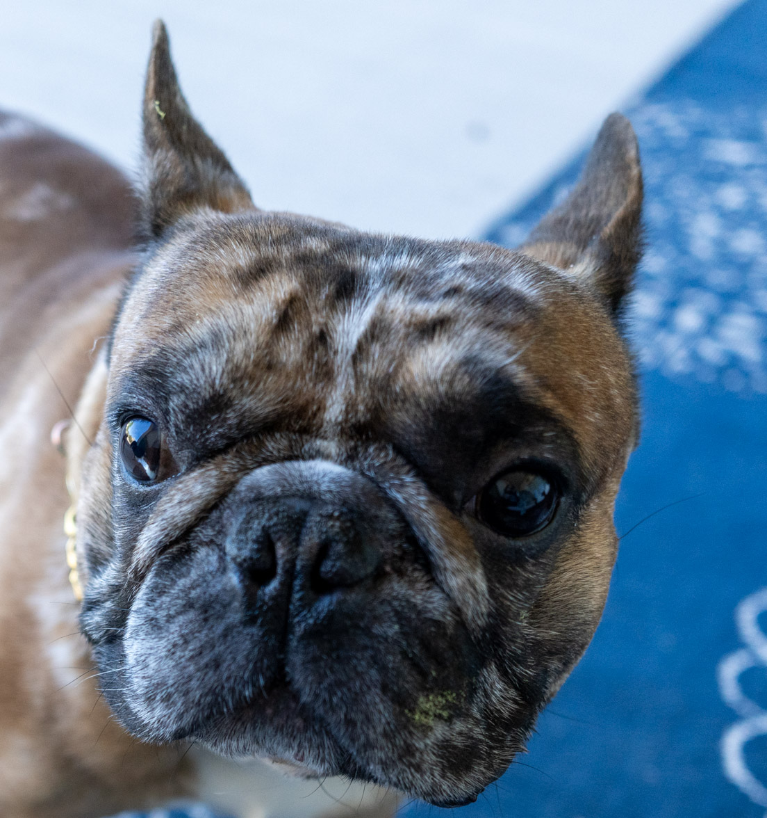 Guest Spotlight: Blue the Frenchie