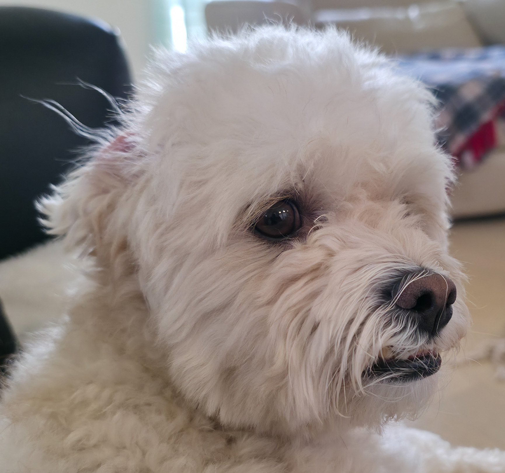 Gentle Soul, Quiet Heart: Welcoming Toby