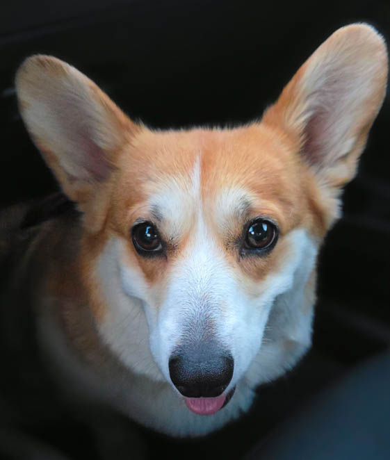 Meet Ophelia: A Soulful Corgi with a Gentle Spirit