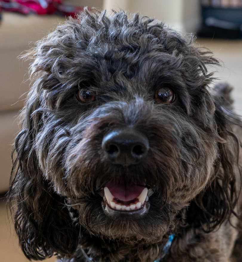 Ringo the Playful Powerhouse!