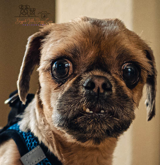 Meet Cooper – Small but Mighty