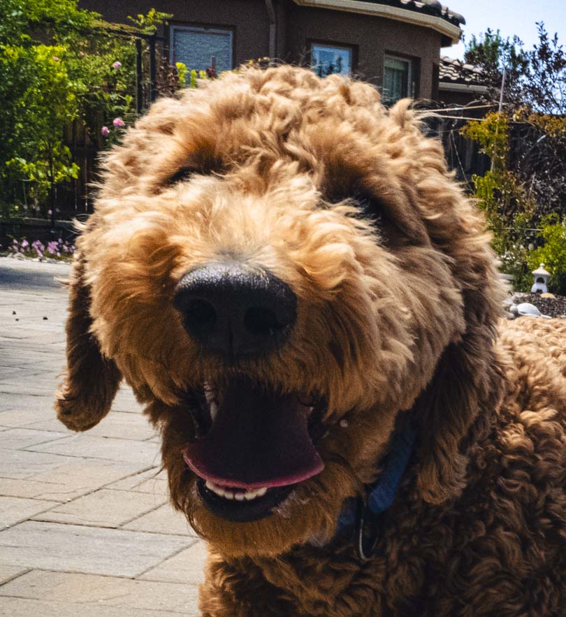 New Guest Spotlight: Buddy the Goldendoodle!