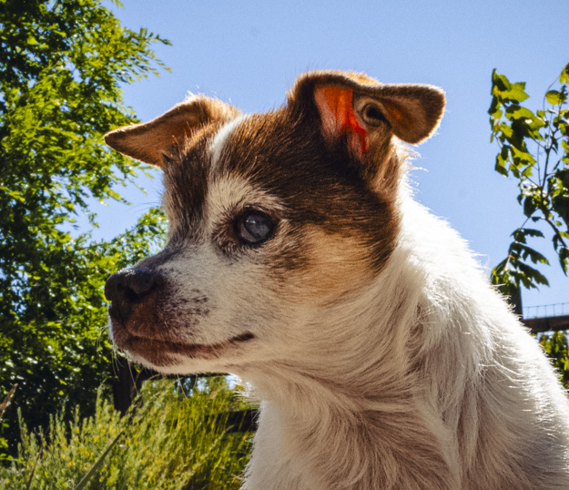 Ten Days with Louie: Lessons in Patience, Trust, and Unconditional Love