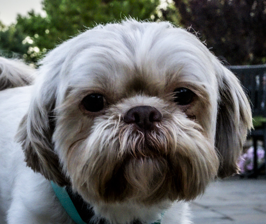 Guest Spotlight: Meet Jack, the Chill Shih Tzu