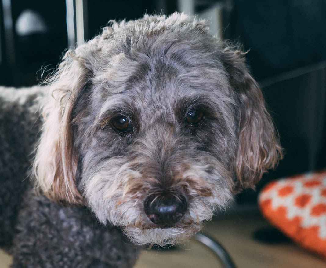 Meet Luna – Our Gentle and Graceful Guest