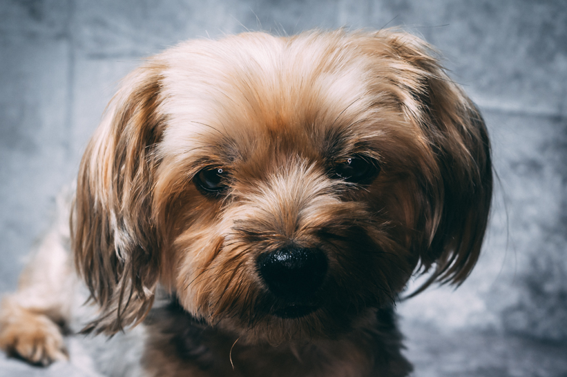 Getting to Know Peppa: A Yorkie Full of Mystery and Charm