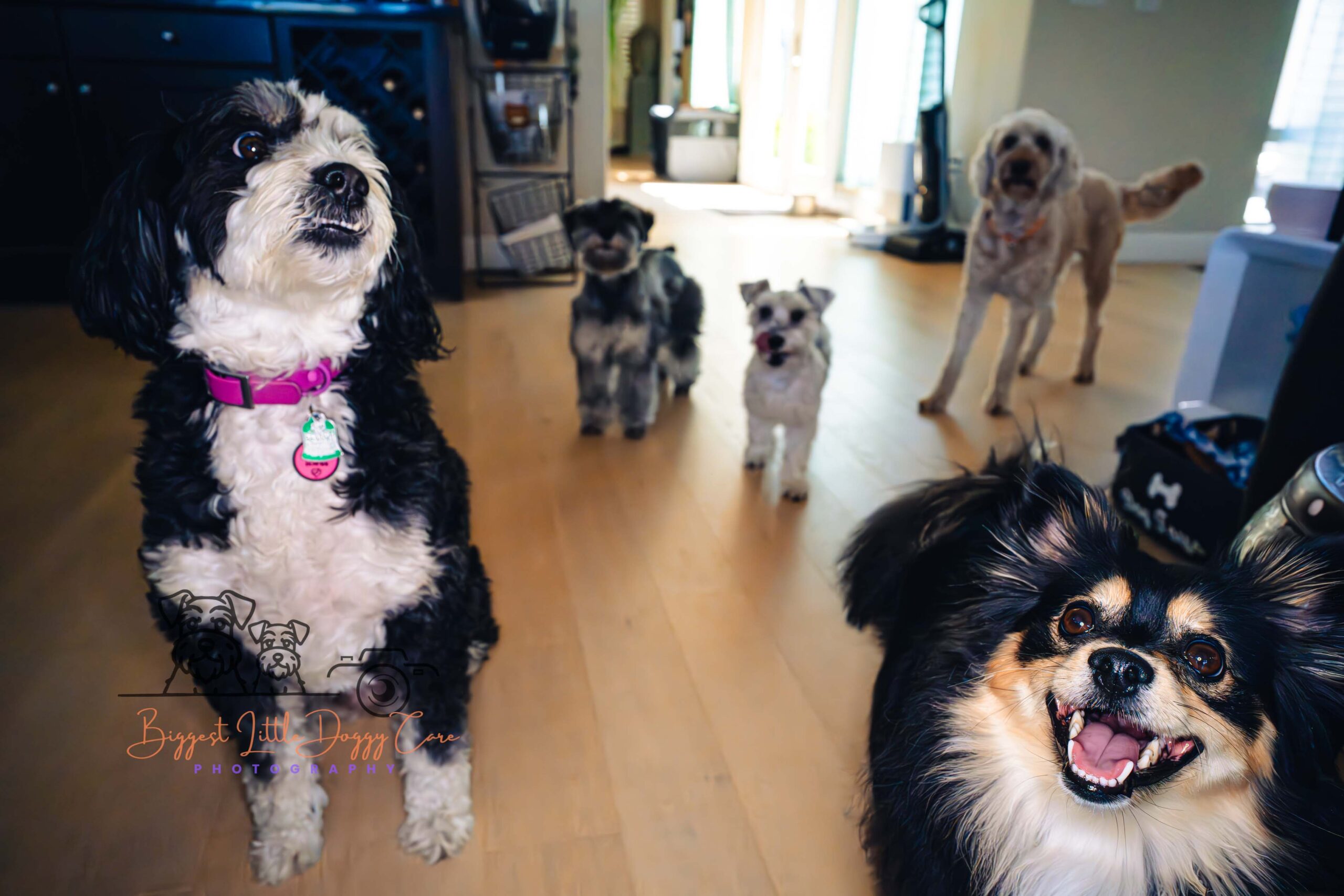 Weekend at the Resort – One Big, Happy Paw-ty (Group-Blog)