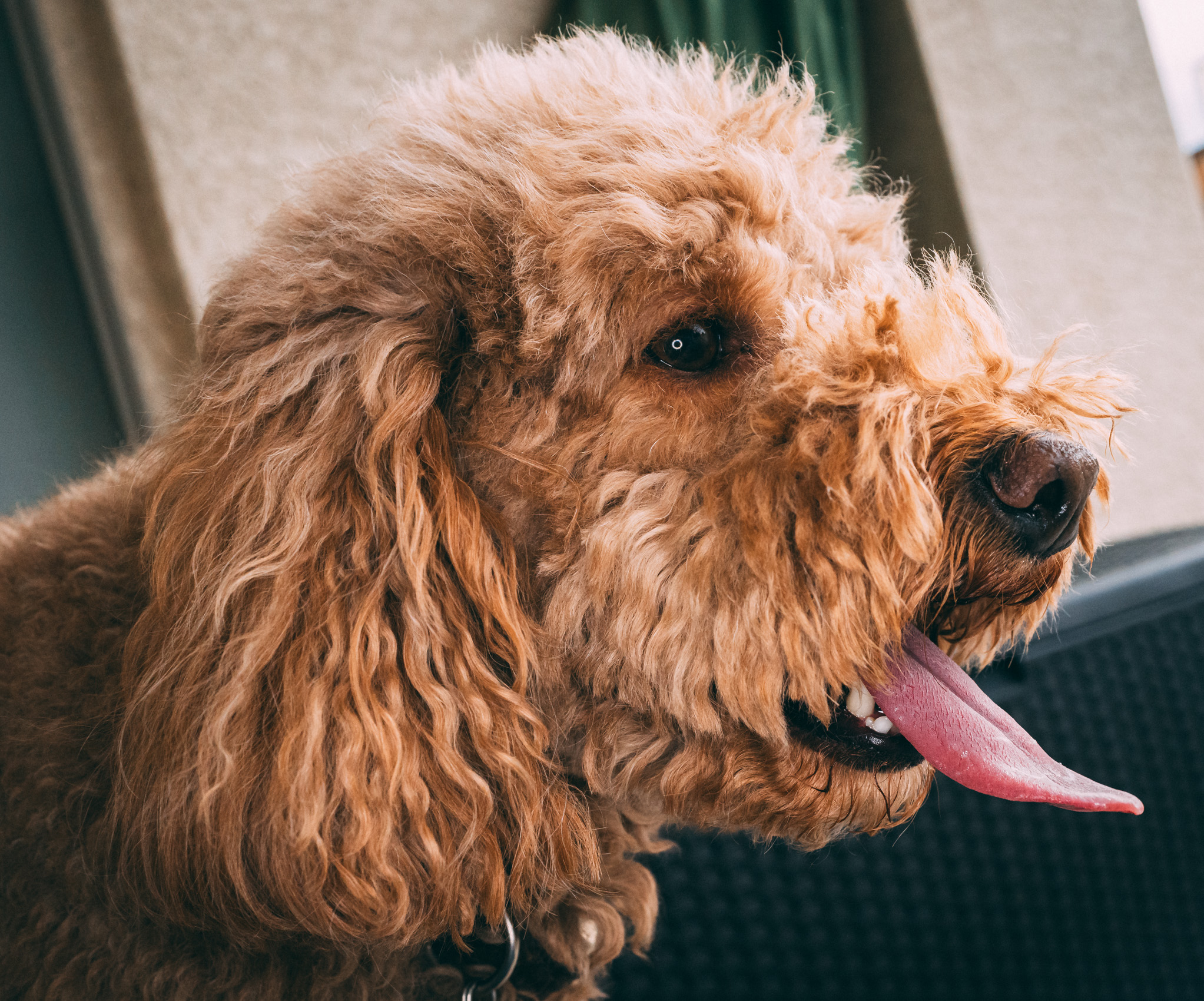 Meet Marley: Our Lovable Doodle Daycare Regular