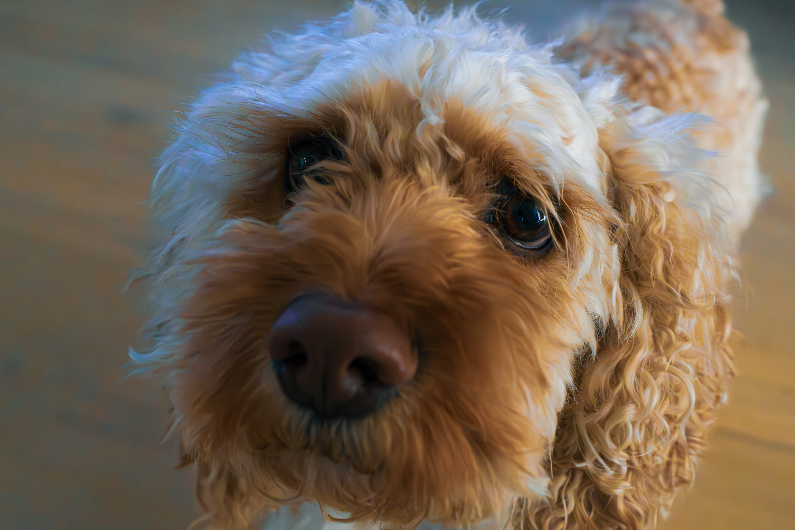Alfred the Lovable Quirkball Cockapoo