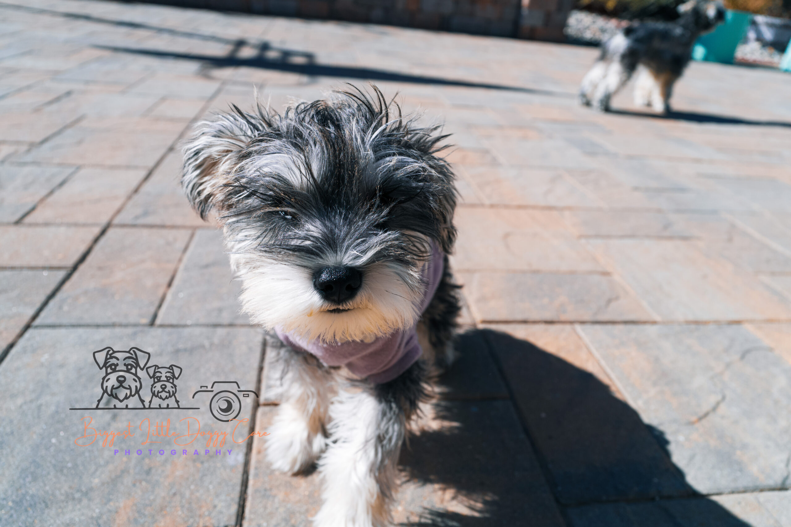 Phoebe — The Tiny Trailblazer